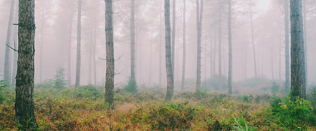 (Explored) Misty Winter morning in Stonor Forest - Flickr - scotbot