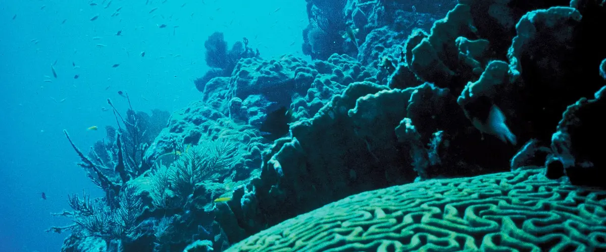 Coral Reef
